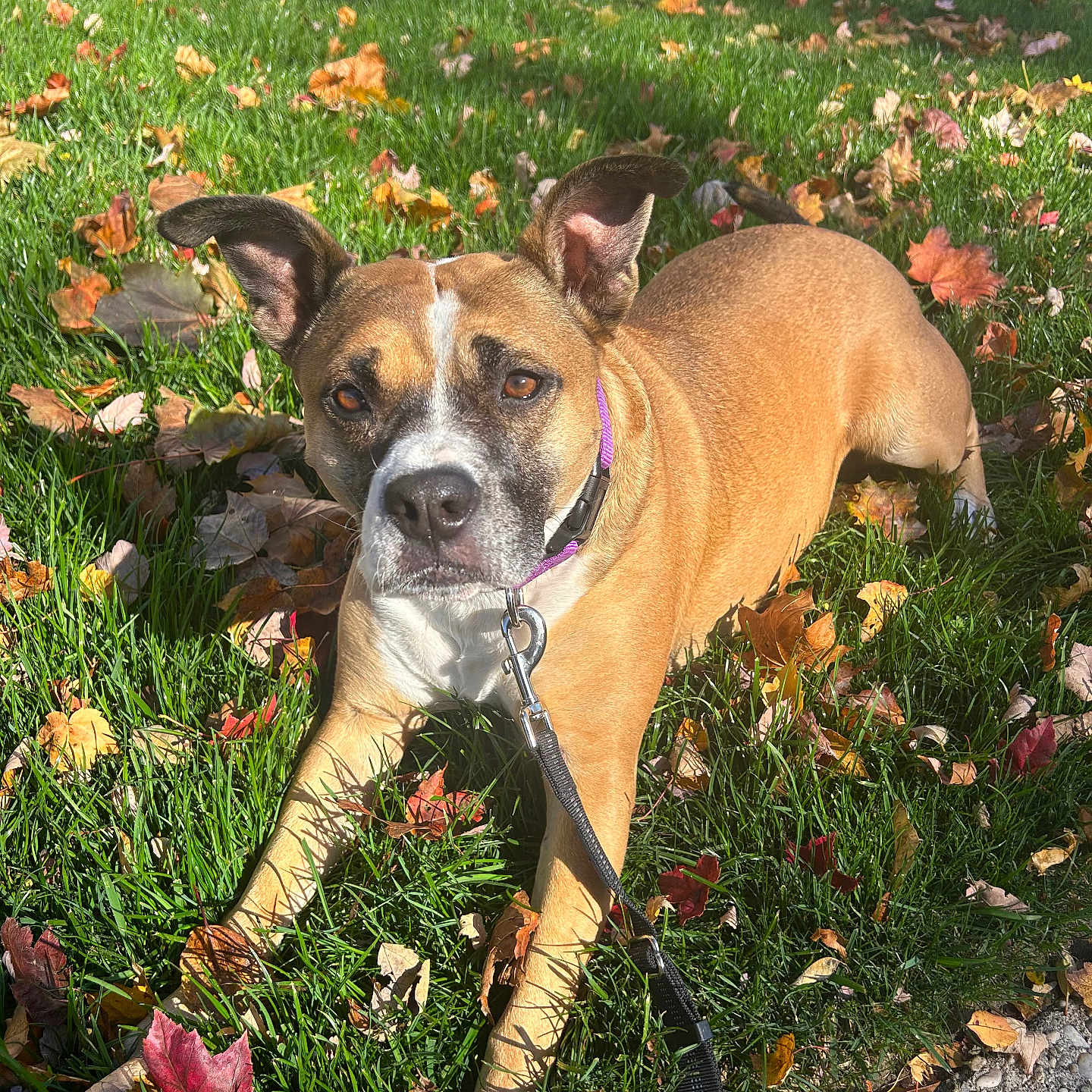 Hazel joined the competition — help win amazing prizes! accessories, animal, boxer, bulldog, canine, dog, flower, grass, herbal, herbs, lawn, leaf, nature, outdoors, pet, plant, pottedplant, strap, vegetation, yard