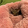 animal, cat, comfortable, cozy, cute, domestic_cat, fluffy_bed, fur, furniture, green_eyes, home, indoor, mammal, pet, pink, portrait, relaxed, resting, sleepy, soft_texture