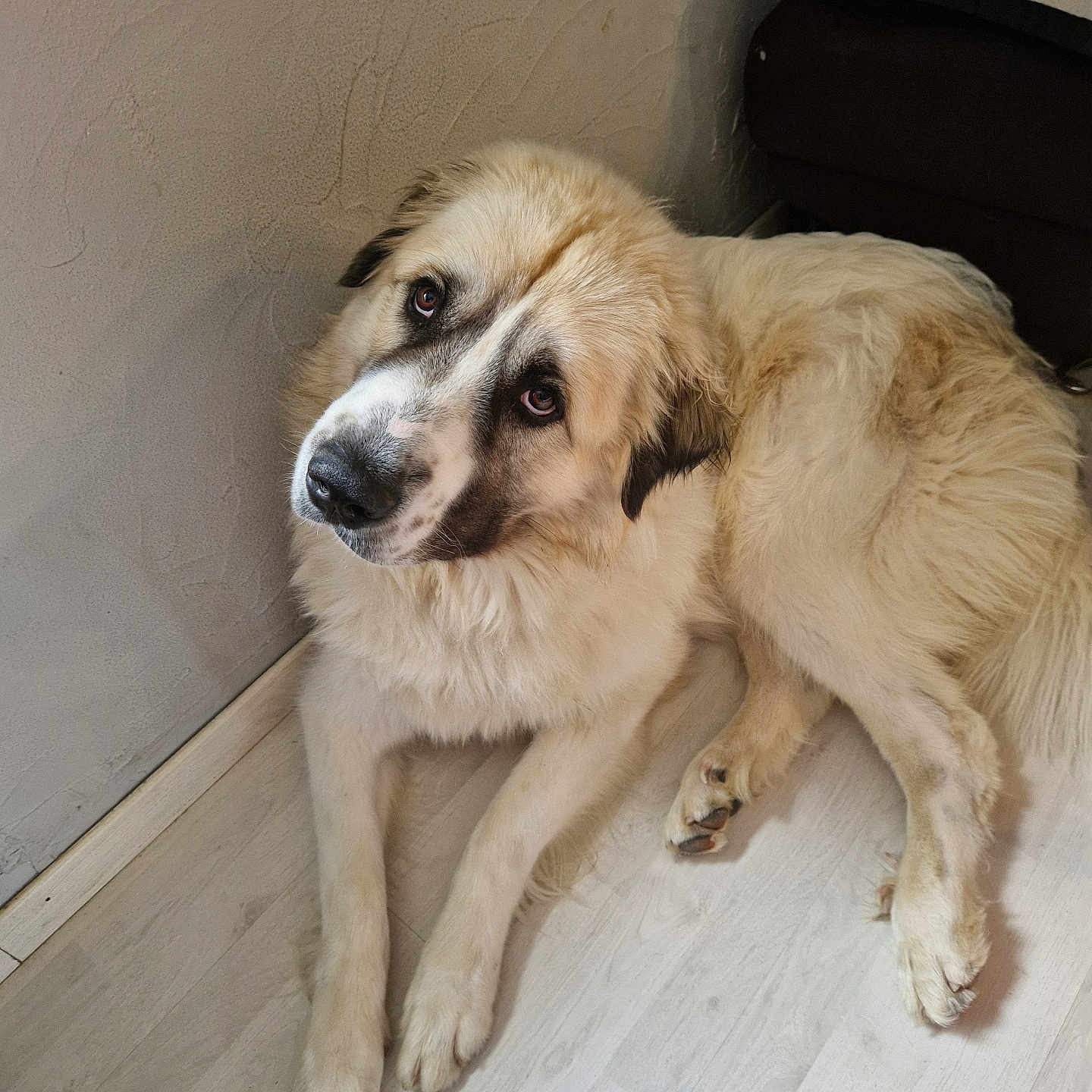 Upps a rejoint le concours — aidez-le/la à gagner de superbes lots ! animal, canine, chair, cockerspaniel, collie, couch, dog, eskimodog, furniture, goldenretriever, hound, husky, labradorretriever, pet, plywood, puppy, saintbernard, snout, whitedog, wood