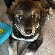 Tyson is registered to the contest to win money with this photo: puppy, dog, pet, indoor, floor, wooden_floor, cute, young, animal, fur, paws, looking_up, brown_fur, black_fur, ears, toy, home, domestic_animal, companion, adorable