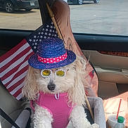Penny joined the competition — help win amazing prizes! dog, white_dog, pet, hat, sunglasses, pink_harness, car_interior, american_flag, guitar_case, seat_belt, pet_seat, cute, fluffy, summer, accessories, window, parked_car, drink_cup, bottle, funny