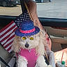 dog, white_dog, pet, hat, sunglasses, pink_harness, car_interior, american_flag, guitar_case, seat_belt, pet_seat, cute, fluffy, summer, accessories, window, parked_car, drink_cup, bottle, funny