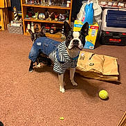 Mister Harley joined the competition — help win amazing prizes! alert, animal, boston_terrier, box, brown_carpet, carpet, clothing, collectibles, curious, denim, dog, furniture, hoodie, household_items, indoor, pet, playful, shelf, tennis_ball, toy