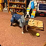 alert, animal, boston_terrier, box, brown_carpet, carpet, clothing, collectibles, curious, denim, dog, furniture, hoodie, household_items, indoor, pet, playful, shelf, tennis_ball, toy