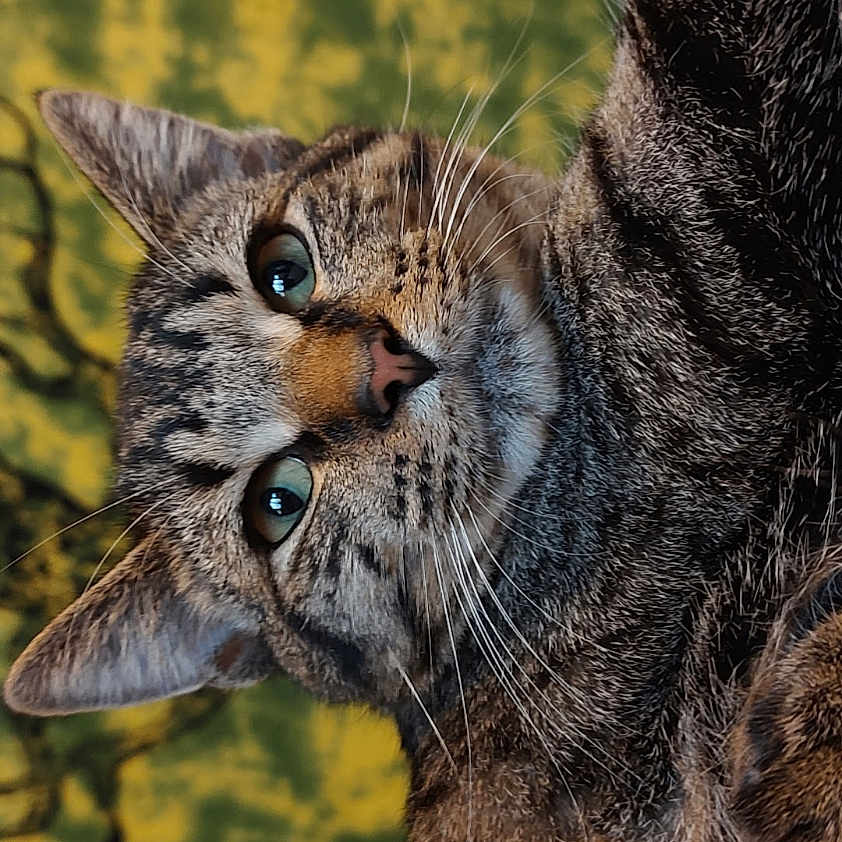 Boo joined the competition — help win amazing prizes! abyssinian, animal, art, bodypart, cat, collage, couch, furniture, kitten, manx, mouth, ocelot, person, pet, tongue