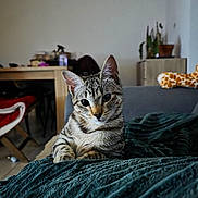 Aby participe au concours pour gagner de l'argent avec cette photo : cat, tabby_cat, pet, indoor, blanket, sofa, living_room, furniture, plant, toy, giraffe_toy, curious, relaxed, mammal, whiskers, ears, face, fur, domestic_animal, cozy