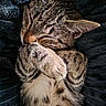 Aby participe au concours pour gagner de l'argent avec cette photo : cat, kitten, sleeping, tabby, fur, paws, cozy, blanket, cute, pet, resting, animal, whiskers, soft, closeup, adorable, feline, nap, indoor, peaceful