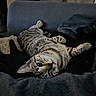 Aby a rejoint le concours — aidez-le/la à gagner de superbes lots ! cat, tabby, indoor, furniture, couch, blanket, relaxing, pet, animal, home, cozy, potted_plant, dark, looking, upside_down, striped, cute, resting, feline, domestic
