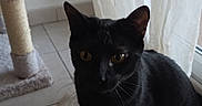 Koda participe au concours pour gagner de l'argent avec cette photo : black_cat, cat, pet, indoor, floor, tile_floor, curtain, window, scratching_post, feline, animal, whiskers, yellow_eyes, sitting, shadow, domestic_cat, fur, home, natural_light, quiet