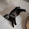 black_cat, tabby_cat, cat, indoor, floor, tile_floor, relaxing, animal, pet, feline, yellow_eyes, striped, laying_down, domestic_cat, two_cats, quiet, home, resting, fur, living_room