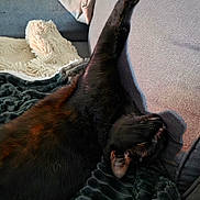 Koda participe au concours pour gagner de l'argent avec cette photo : cat, black_cat, couch, blanket, stretching, indoor, pet, feline, relaxing, cozy, fur, paw, home, living_room, nap, comfort, soft, animal, resting, domestic