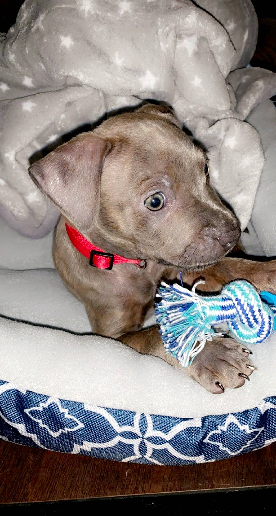 Oakley joined the competition — help win amazing prizes! canidae, carnivore, collar, comfort, companion_dog, dog, dog_breed, dog_collar, dog_supply, fawn, linens, liver, mammal, pet_supply, snout, sporting_group, terrestrial_animal, whiskers, working_animal, wrinkle