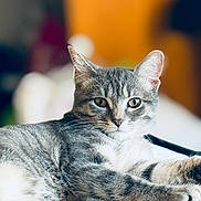 Versace joined the competition — help win amazing prizes! animal, blurred_background, calm, cat, close_up, domestic, ears, eyes, feline, fur, gray_tabby, indoor, lying_down, mammal, pet, portrait, relaxed, resting, soft_surface, whiskers