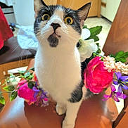 Shorty joined the competition — help win amazing prizes! black_and_white, cat, chair, close_up, curious, decor, domestic_cat, feline, floral_arrangement, flowers, front_paws, indoor, kitchen, pet, portrait, sitting, tuxedo_cat, whiskers, wide_eyes, wooden_chair