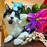 Shorty joined the competition — help win amazing prizes! bouquet, cat, close_up, curious, domestic_cat, feline, flowers, green_leaves, indoor, paw, pet, petals, pink_flower, portrait, purple_flower, table_surface, whiskers, white_flower, wooden_chair, yellow_eyes