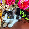 Shorty joined the competition — help win amazing prizes! black_and_white_cat, bouquet, cat, close_up, curious, decor, feline, flowers, fur, green_leaves, indoor, kitten, pet, pink_roses, portrait, sitting, studio_lighting, table, whiskers, yellow_eyes