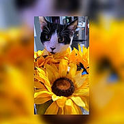 Shorty joined the competition — help win amazing prizes! cat, kitten, sunflower, flowers, bouquet, pet, indoor, close_up, black_and_white_fur, whiskers, big_eyes, fur, portrait, yellow, kitchen, blurred_background, playful, adorable, domestic, soft_focus