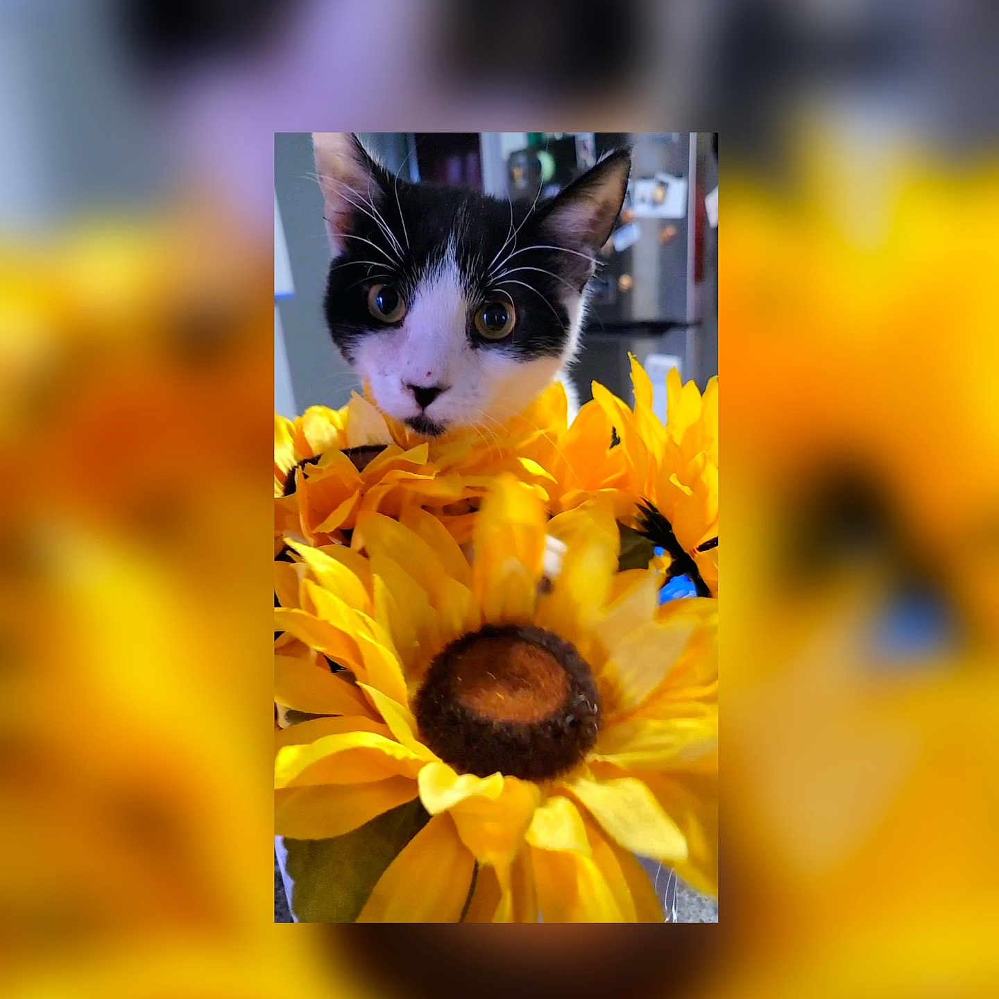 Shorty joined the competition — help win amazing prizes! cat, kitten, sunflower, flowers, bouquet, pet, indoor, close_up, black_and_white_fur, whiskers, big_eyes, fur, portrait, yellow, kitchen, blurred_background, playful, adorable, domestic, soft_focus