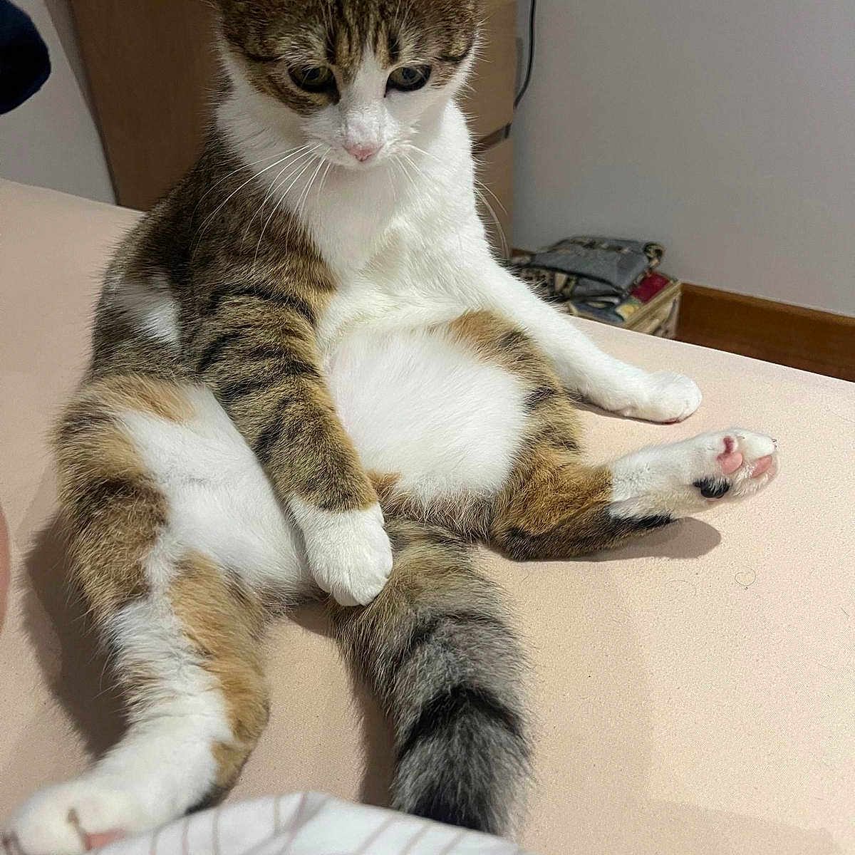 Zina a rejoint le concours — aidez-le/la à gagner de superbes lots ! animal, bed, books, cat, curious, cute, domestic, feline, fur, furniture, household, indoor, paw, pet, relaxed, sitting, tabby, tail, whiskers, white_fur