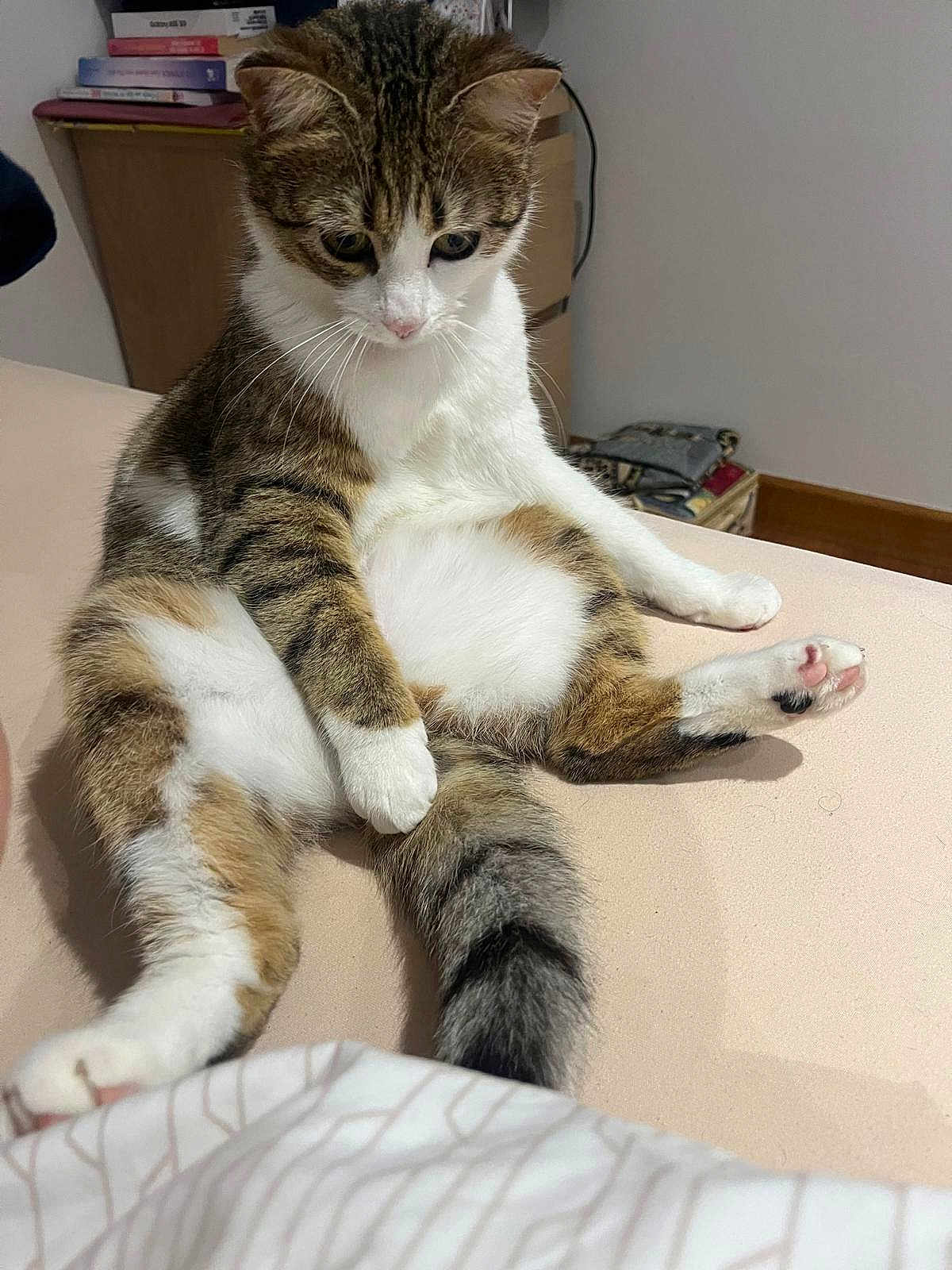 Zina a rejoint le concours — aidez-le/la à gagner de superbes lots ! cat, tabby, white_fur, sitting, bed, indoor, pet, animal, curious, feline, paw, tail, fur, whiskers, relaxed, household, books, furniture, domestic, cute