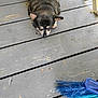 Lil One joined the competition — help win amazing prizes! animal, black_coat, blue_broom, broom, closeup, daylight, dog, domestic_animal, floorboards, looking_up, outdoor, pet, porch, quiet, resting, small_dog, tan_coat, texture, weathered, wooden_floor