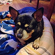 Lil One is registered to the contest to win money with this photo: animal, bed, blanket, comfort, companion, cozy, cushion, cute, dog, ears, face, floor, fur, indoor, looking_up, paw, pet, resting, small_dog, wooden_floor