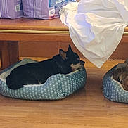 Lil One is registered to the contest to win money with this photo: dog, pet_bed, wooden_floor, wooden_table, package, white_cloth, indoor, resting, small_dog, furniture, cozy, animal, domestic, sleeping, blue, fabric, household, relaxing, floor, table