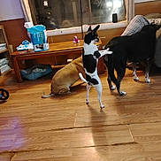 Gee-Gee is registered to the contest to win money with this photo: dog, indoor, wooden_floor, table, pet_bed, training_pads, black_and_white_dog, brown_dog, black_dog, playful, pets, living_room, curtains, window, flooring, animal, household, furniture, funny_pose, domestic