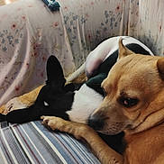 Brutus joined the competition — help win amazing prizes! dog, snuggling, couch, floral_pattern, striped_pattern, tan_dog, black_and_white_dog, pet, animal, indoor, cozy, resting, close_up, fur, companion, cute, domestic, friendship, relaxation, comfort