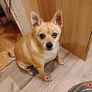 Brutus is registered to the contest to win money with this photo: animal, canine, companion, cute, dog, domestic, door, ears_up, expression, floor, fur, home, indoor, looking_up, pet, sitting, small_dog, tan, waiting, wood