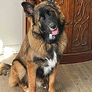 Zeus is registered to the contest to win money with this photo: animal, black_fur, brown_fur, cabinet, canine, companion, curious, dog, domestic_animal, ears_up, fluffy, friendly, furniture, indoor, pet, portrait, sitting, tongue_out, white_fur, wooden_floor