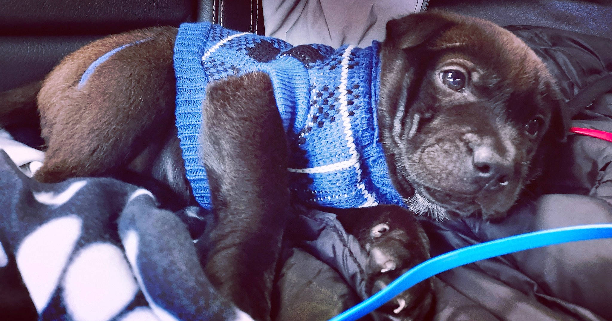 Lua joined the competition — help win amazing prizes! blue, canidae, carnivore, cobalt_blue, companion_dog, dog, dog_breed, fawn, iris, pet_supply, puggle, snout, sporting_group, sweater, working_animal, working_dog