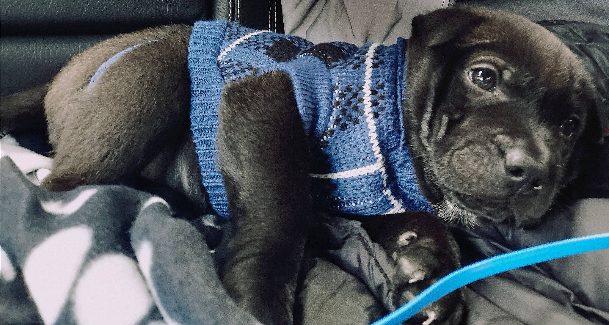 Lua is registered to the contest to win money with this photo: blue, canidae, car_seat, car_seat_cover, carnivore, cobalt_blue, collar, companion_dog, dog, dog_breed, dog_supply, head_restraint, pet_supply, snout, sporting_group, sweater, working_animal, working_dog