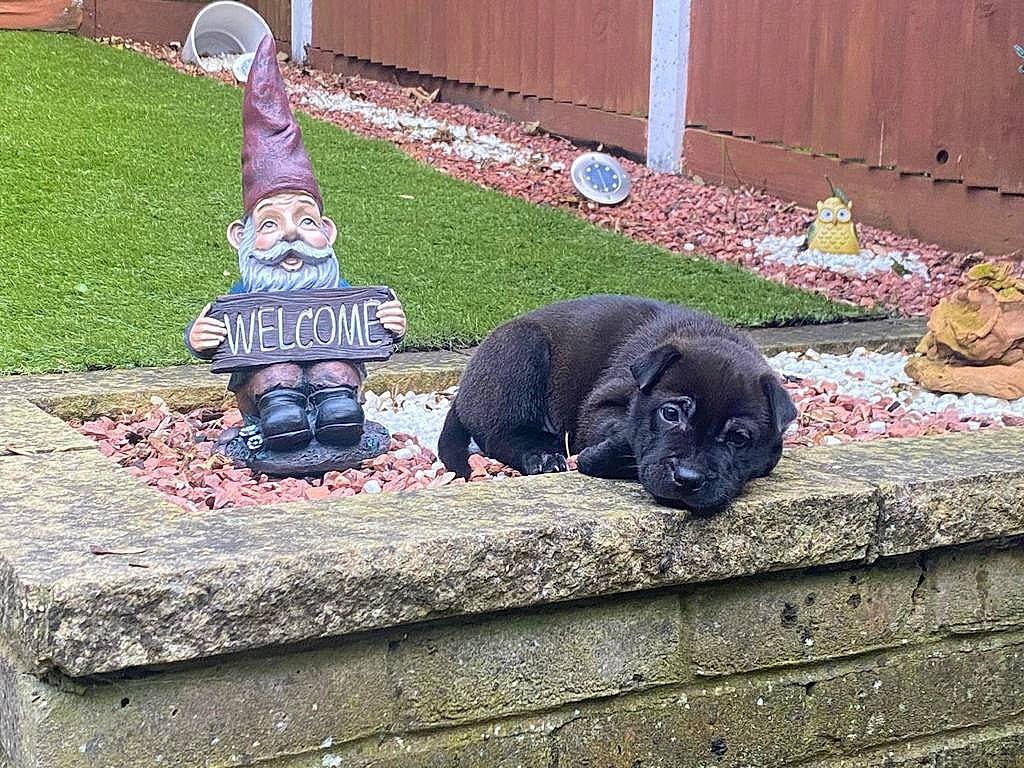 Lua is registered to the contest to win money with this photo: canidae, carnivore, companion_dog, dog, dog_breed, lawn_ornament, pug, puppy, sculpture, snout, sporting_group, toy_dog, working_animal, yard