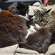 Chaussette participe au concours pour gagner de l'argent avec cette photo : animal, black_and_white_cat, blanket, cat, close_up, comfortable, cozy, cute, domestic_cat, feline, fluffy, fur, indoor, pet, relaxed, resting, sleeping, soft, tabby, two_cats