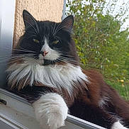 Chaussette participe au concours pour gagner de l'argent avec cette photo : cat, fluffy, black_and_white, whiskers, window_sill, relaxed, outdoor, fur, pet, animal, nature, greenery, portrait, close_up, paw, face, whisker, feline, domestic_cat, resting