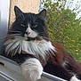 cat, fluffy, black_and_white, whiskers, window_sill, relaxed, outdoor, fur, pet, animal, nature, greenery, portrait, close_up, paw, face, whisker, feline, domestic_cat, resting