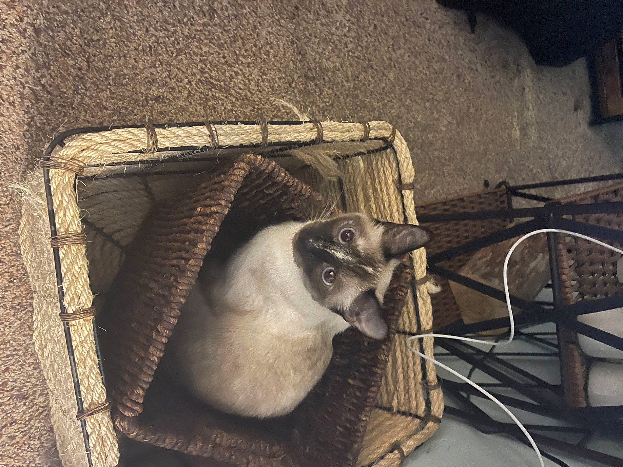 Annubis joined the competition — help win amazing prizes! animal_shelter, art, cage, darkness, fur, grey, household_supply, illustration, metal, monochrome, monochrome_photography, pet_supply, room, small_to_medium_sized_cats, still_life, still_life_photography, visual_arts, whiskers, wire, wood