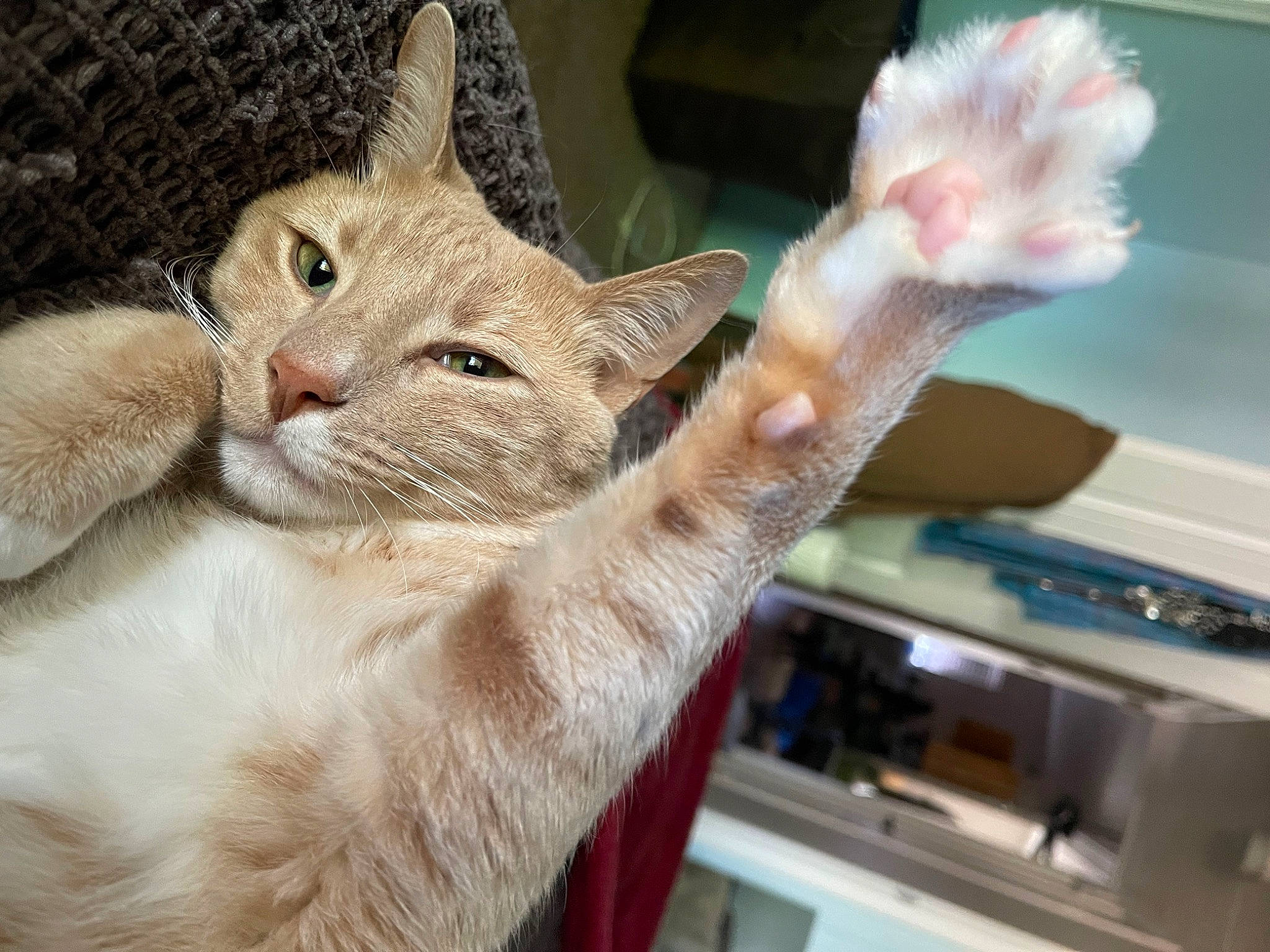 Hazel is registered to the contest to win money with this photo: carnivore, cat, cat_supply, claw, domestic_short_haired_cat, ear, fawn, felidae, fur, gesture, nail, paw, pet_supply, small_to_medium_sized_cats, tail, whiskers