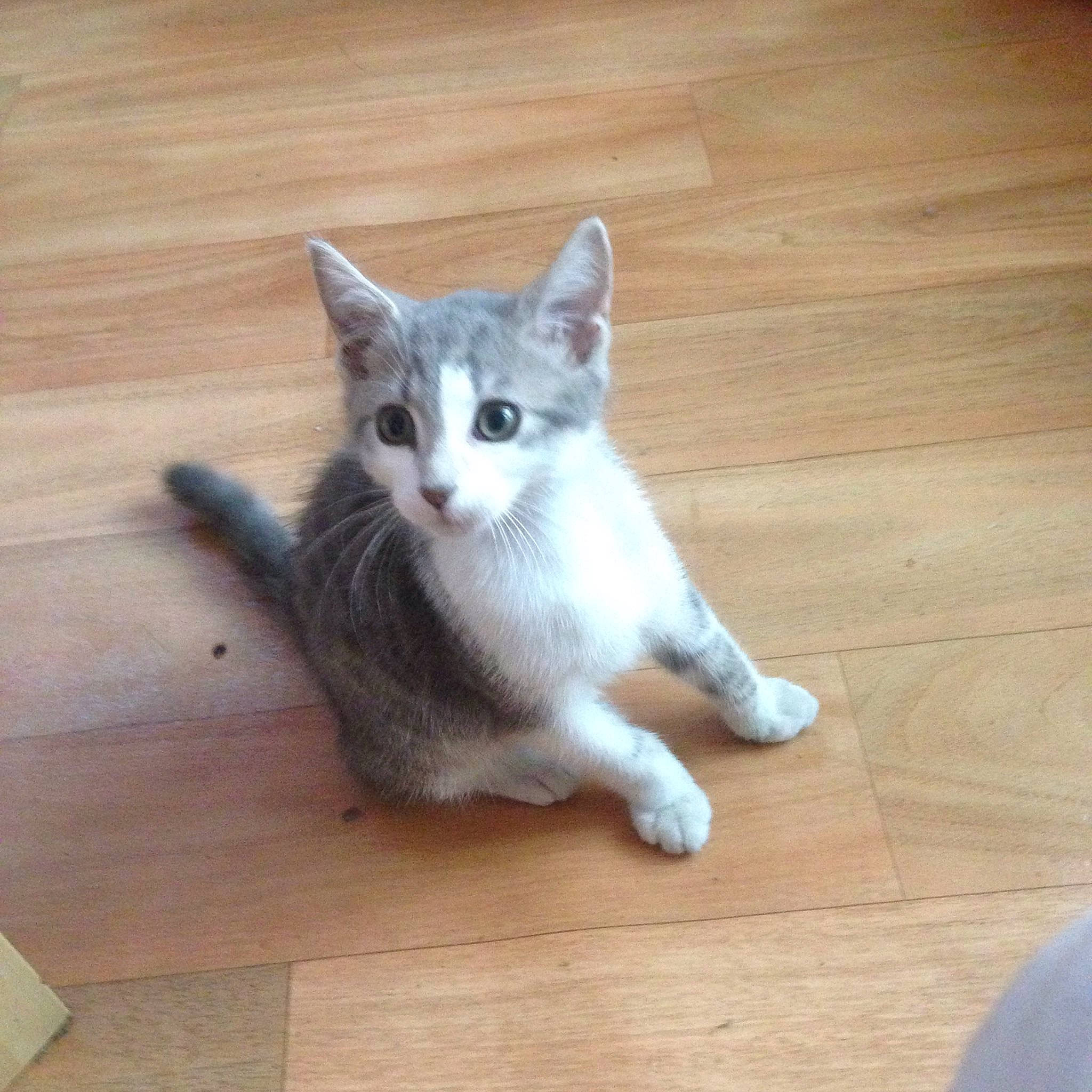 West participe au concours pour gagner de l'argent avec cette photo : carnivore, cat, claw, domestic_short_haired_cat, fawn, felidae, floor, flooring, foot, fur, hardwood, paw, small_to_medium_sized_cats, snout, tail, varnish, whiskers, wood, wood_flooring, wood_stain