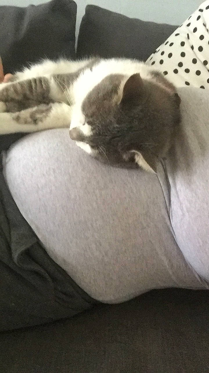 West participe au concours pour gagner de l'argent avec cette photo : carnivore, cat, cloud, comfort, companion_dog, domestic_short_haired_cat, felidae, foot, grey, human_leg, lap, linens, mammal, paw, small_to_medium_sized_cats, snout, tail, thigh, vertebrate, whiskers