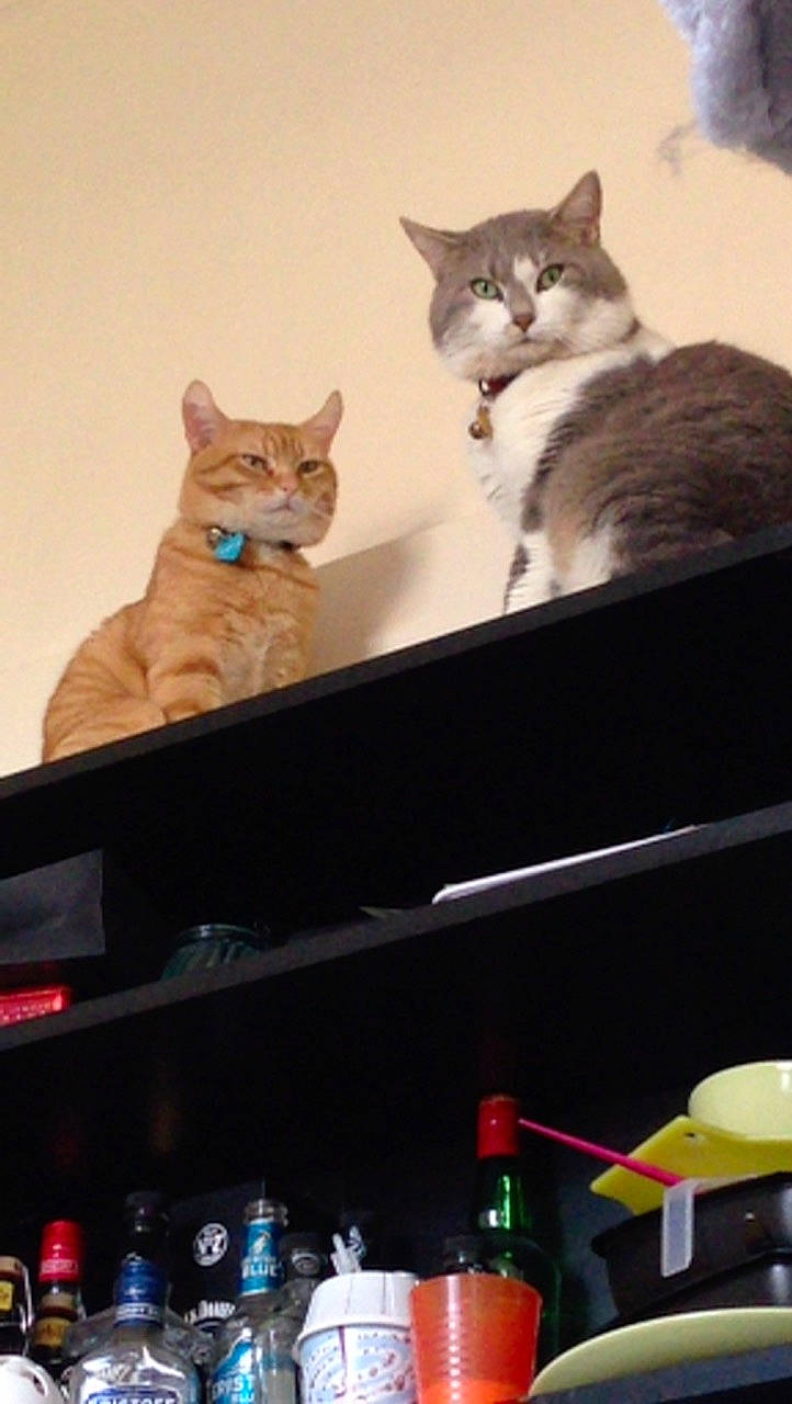 West a rejoint le concours — aidez-le/la à gagner de superbes lots ! bottle, box, carnivore, cat, display_device, domestic_short_haired_cat, drink, fawn, felidae, flat_panel_display, fur, gadget, lap, paw, shelf, small_to_medium_sized_cats, snout, tail, whiskers, window