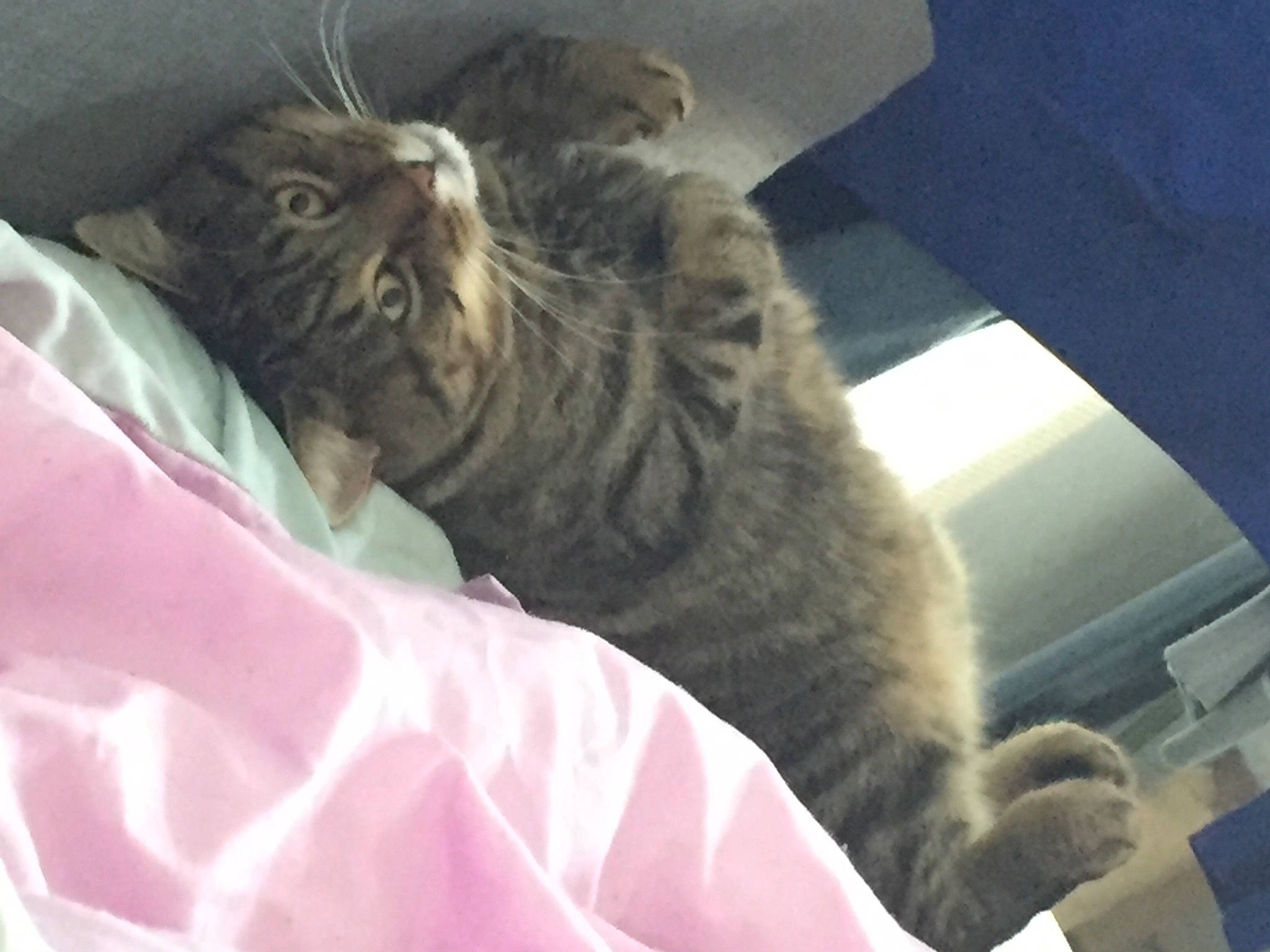 Djibi a rejoint le concours — aidez-le/la à gagner de superbes lots ! bed, carnivore, cat, claw, comfort, domestic_short_haired_cat, felidae, fur, grey, linens, magenta, nap, norwegian_forest_cat, paw, sleep, small_to_medium_sized_cats, snout, tail, terrestrial_animal, whiskers