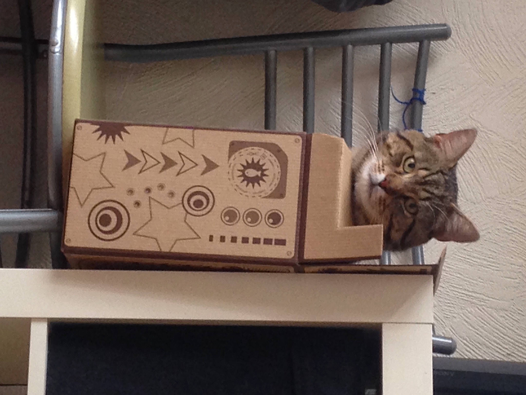 Djibi a rejoint le concours — aidez-le/la à gagner de superbes lots ! art, bag, box, carnivore, cat, display_case, domestic_short_haired_cat, felidae, fur, luggage_and_bags, metal, rectangle, room, shelf, shelving, small_to_medium_sized_cats, table, tail, whiskers, wood