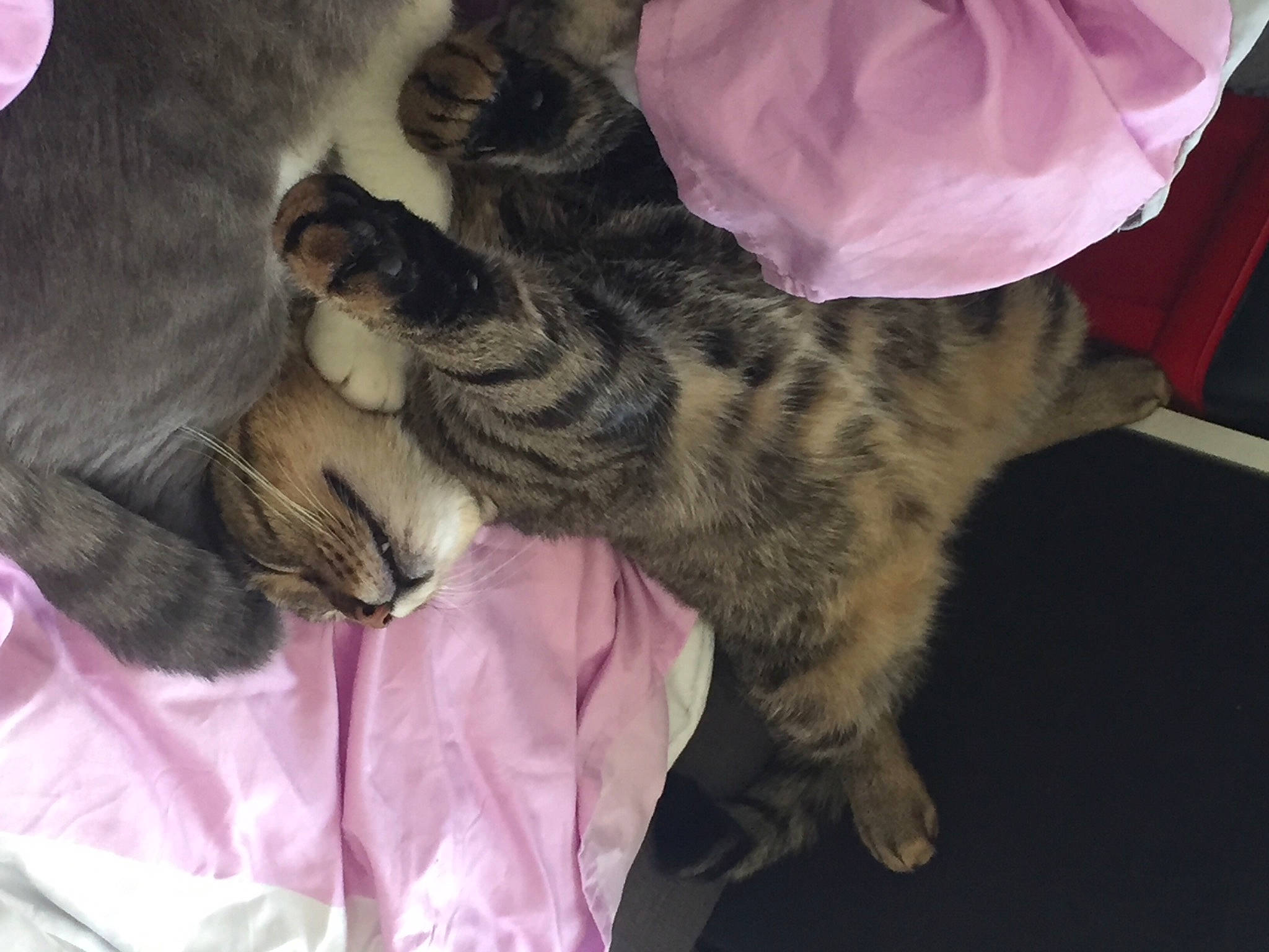 Djibi participe au concours pour gagner de l'argent avec cette photo : carnivore, cat, claw, comfort, domestic_short_haired_cat, felidae, fur, grey, hug, mammal, nap, paw, sleep, small_to_medium_sized_cats, snout, tail, textile, vertebrate, whiskers