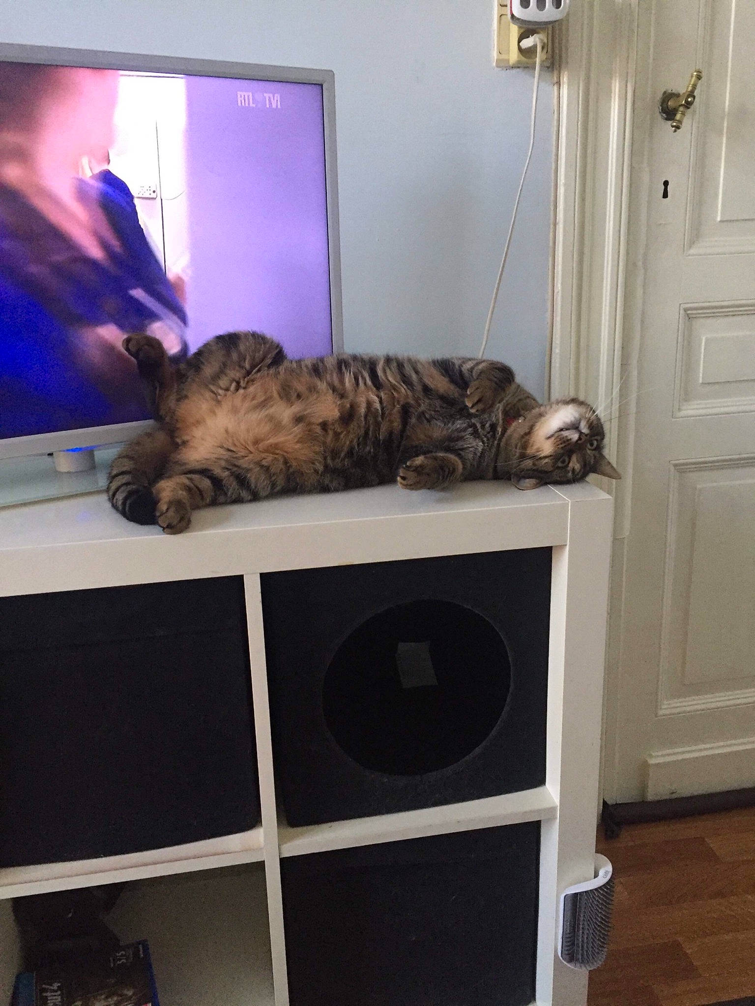 Djibi participe au concours pour gagner de l'argent avec cette photo : carnivore, cat, comfort, computer, computer_keyboard, domestic_short_haired_cat, door, felidae, flooring, fur, hardwood, mammal, output_device, personal_computer, shelving, small_to_medium_sized_cats, space_bar, tail, whiskers, wood