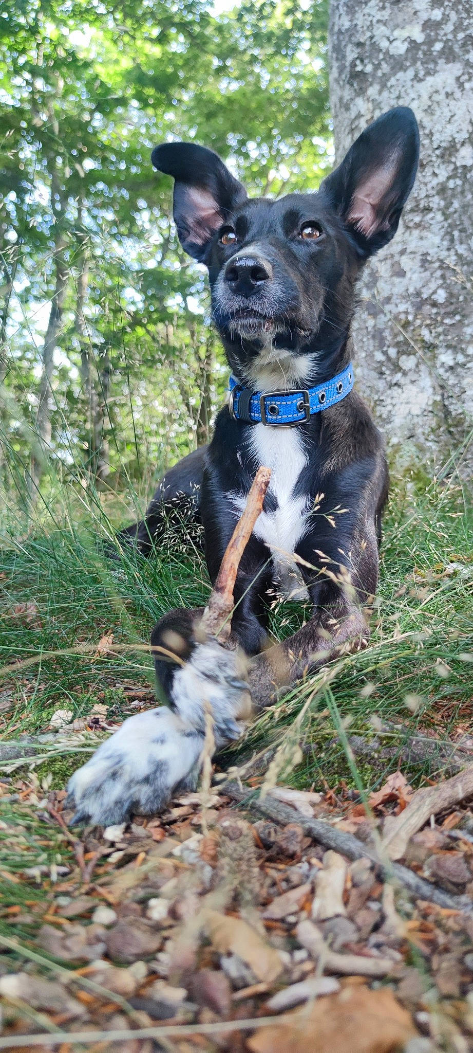Juna participe au concours pour gagner de l'argent avec cette photo : adventure, canidae, carnivore, collar, companion_dog, dog, dog_breed, dog_collar, dog_supply, electric_blue, fashion_accessory, fawn, grass, leash, plant, snout, sporting_group, tail, whiskers, working_animal