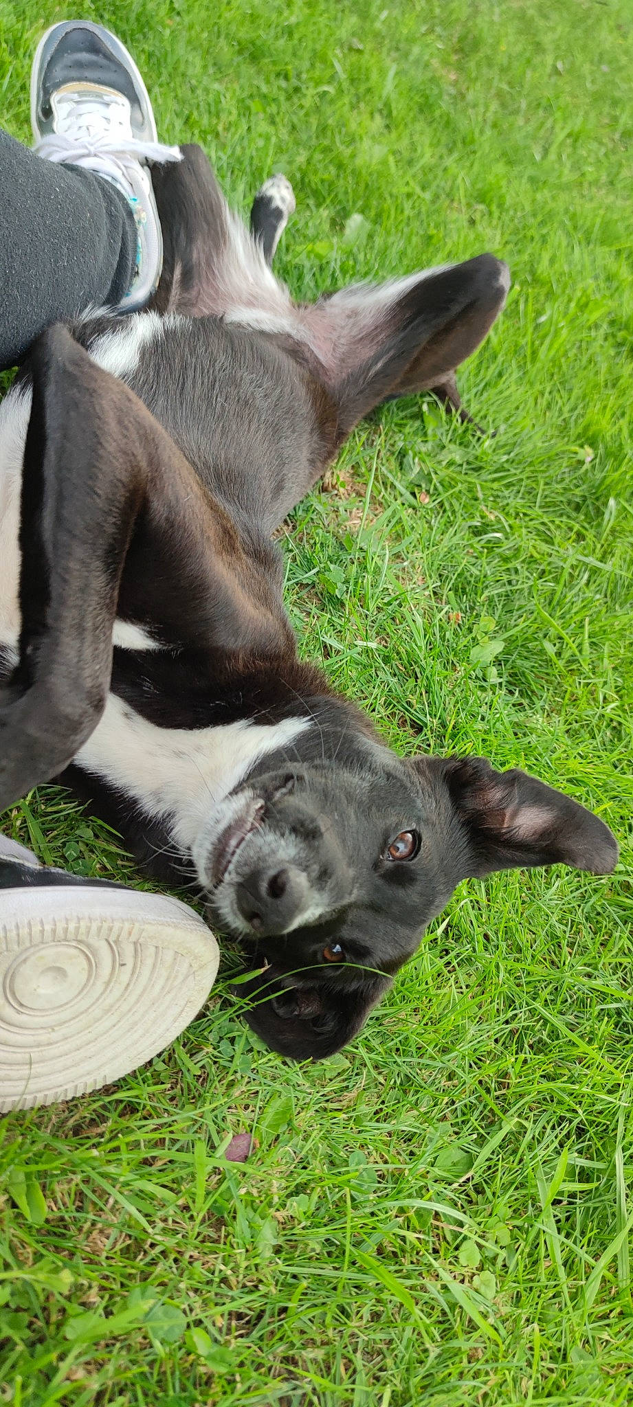Juna participe au concours pour gagner de l'argent avec cette photo : canidae, carnivore, companion_dog, dog, dog_breed, fawn, fur, grass, grassland, groundcover, liver, livestock, non_sporting_group, pasture, plant, snout, sporting_group, tableware, terrestrial_animal, working_animal