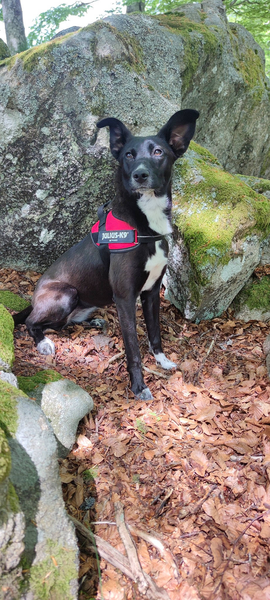 Juna participe au concours pour gagner de l'argent avec cette photo : canidae, carnivore, chihuahua, collar, companion_dog, dog, dog_breed, dog_collar, dog_supply, guard_dog, hunting_dog, non_sporting_group, snout, soil, sporting_group, working_animal, working_dog