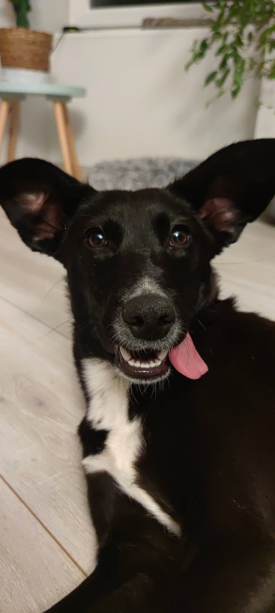 Juna participe au concours pour gagner de l'argent avec cette photo : canidae, carnivore, chihuahua, collar, companion_dog, dog, dog_breed, dog_collar, dog_supply, ear, fawn, fur, hardwood, non_sporting_group, snout, sporting_group, toy_dog, whiskers, wood, working_animal